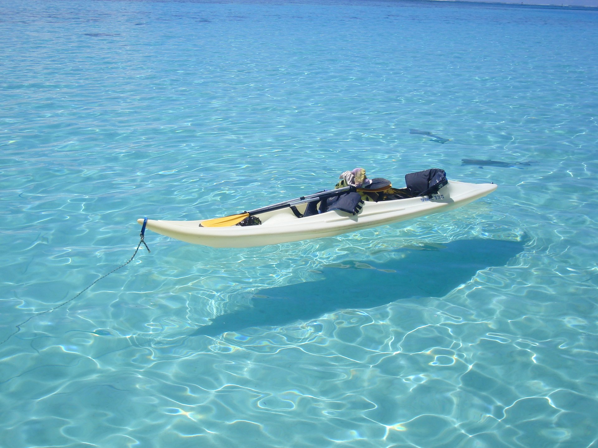 océan bateau poissons