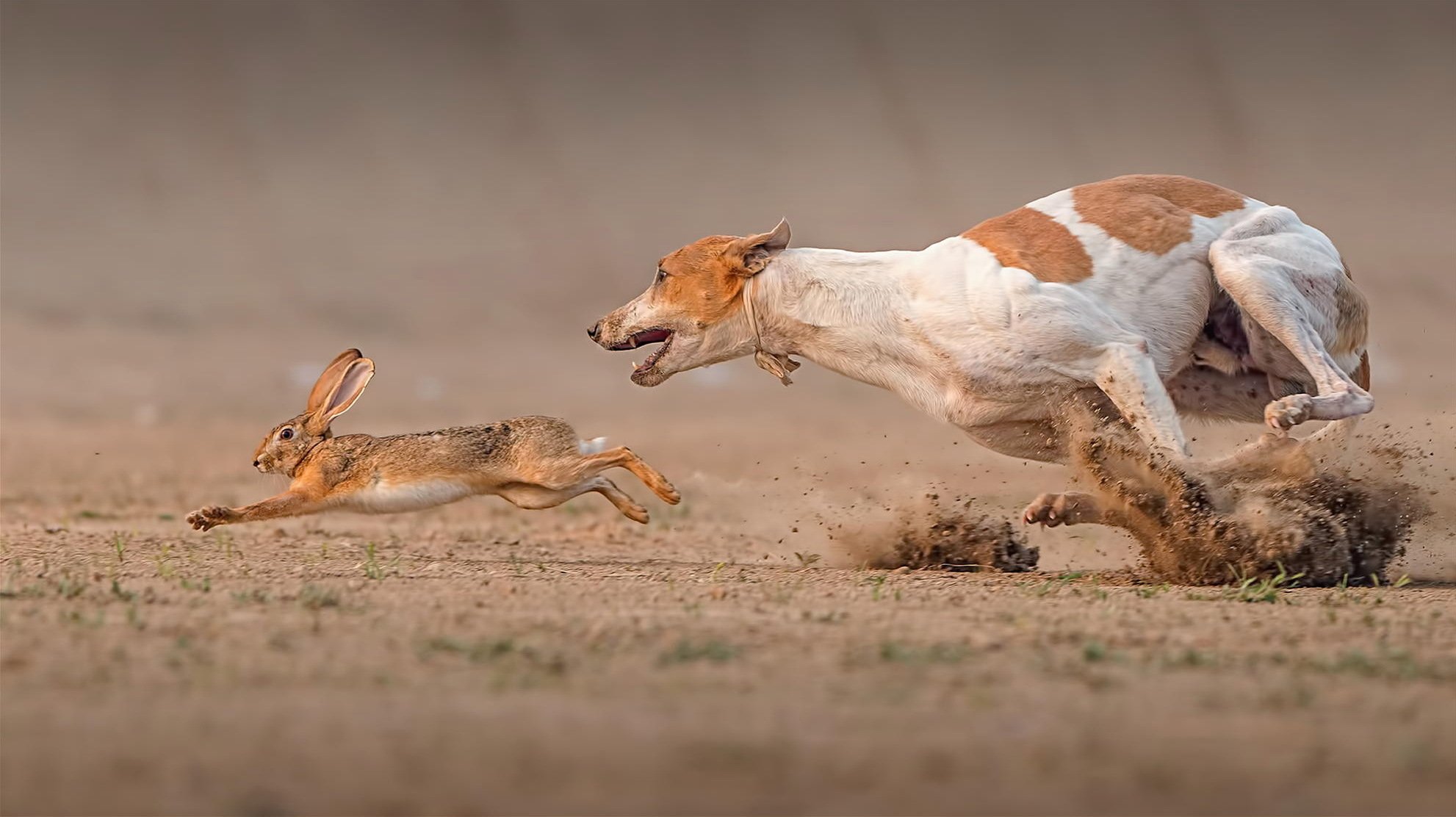 carrera de la muerte liebre perro