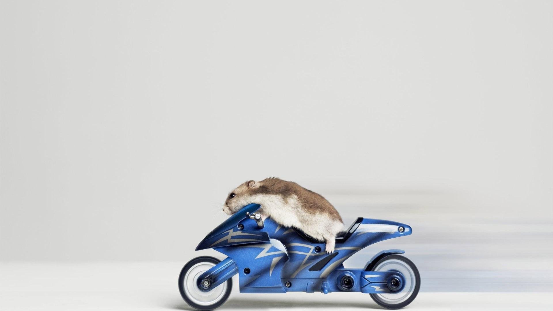 animal hámster motorista motocicleta velocidad