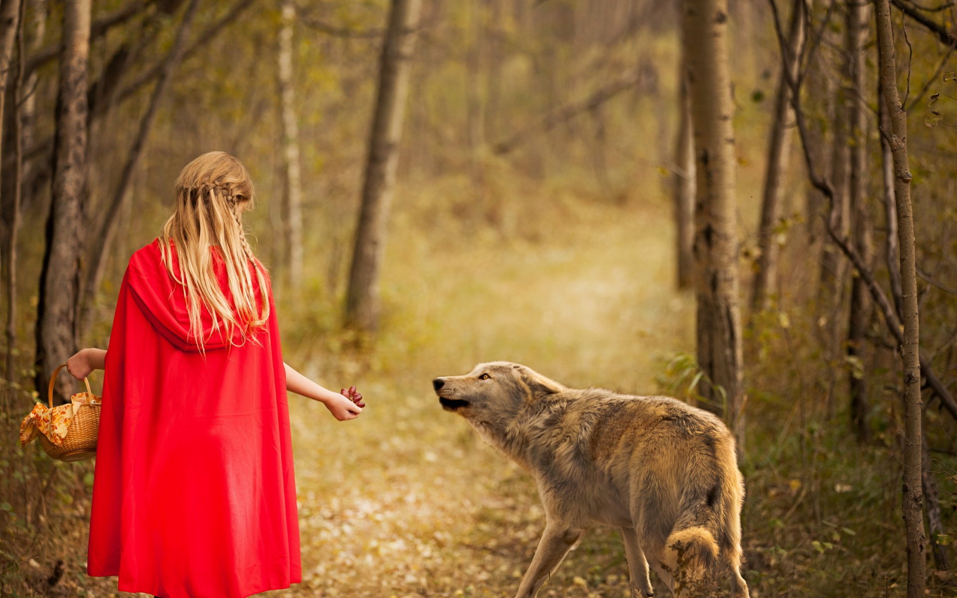 roter wolf und mädchen wald wolf