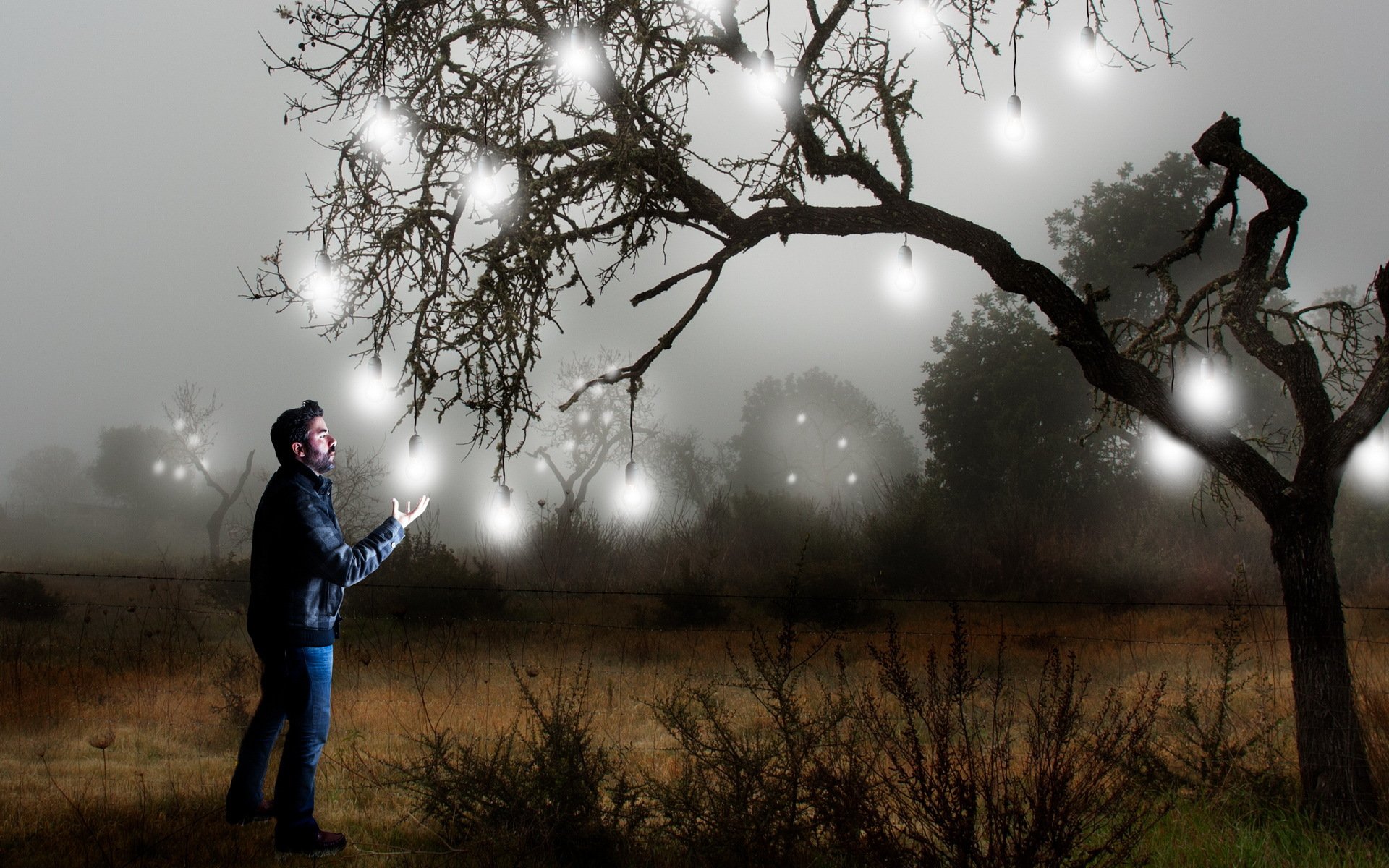 un homme un arbre d une ampoule la situation