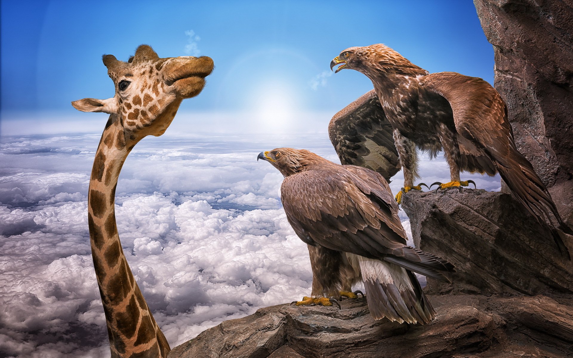 giraffe eagles background