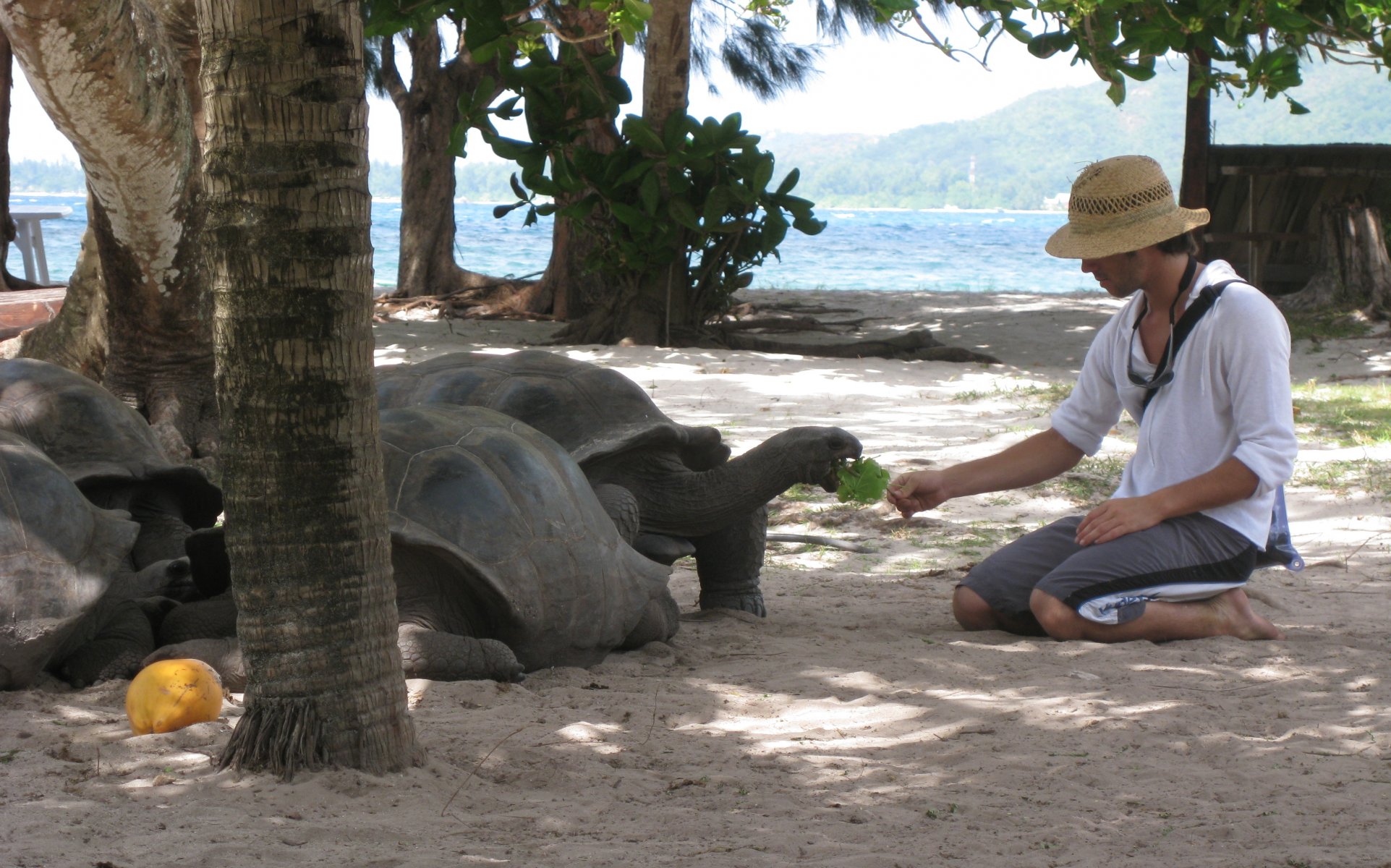 schildkröten mann seychellen bilder