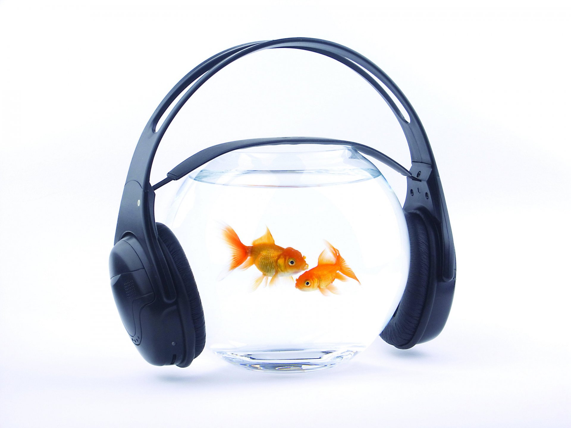 fish gold aquarium water headphones music