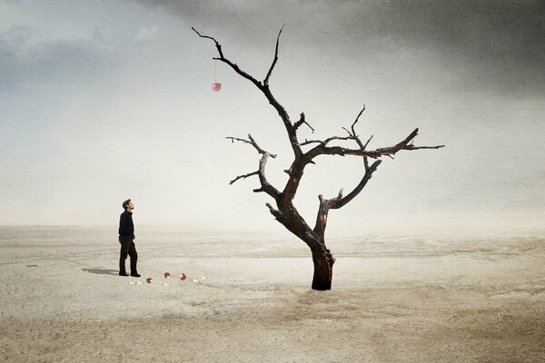 A dry tree lonely in the desert