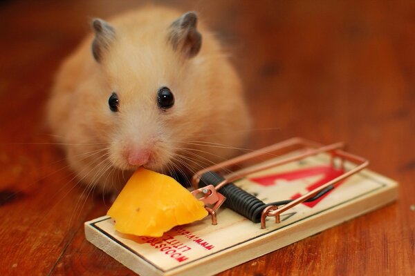 La petite souris à renifler le fromage qui se trouve dans la souricière