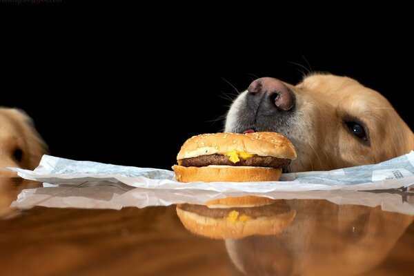 Hund schnüffelt ein Sandwich auf dem Tisch