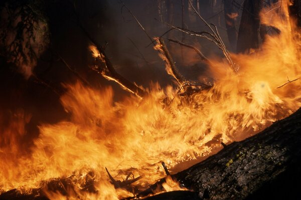 Le fiamme hanno spazzato tutti gli alberi della foresta