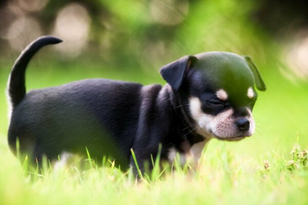 Puppy s walk on the green grass