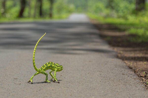 A green chameleon crosses the road