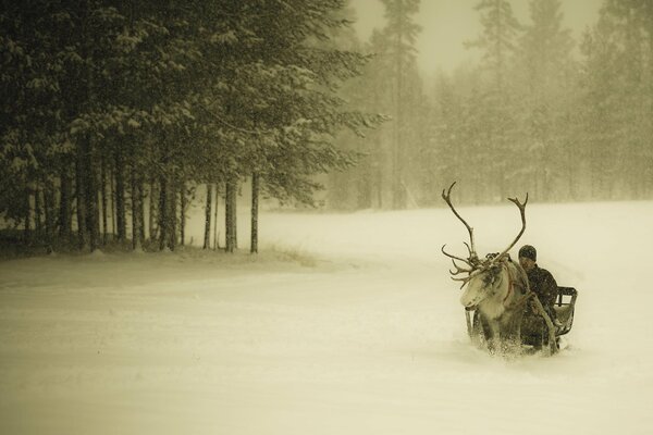 A guy rides in a cart with a deer through a snow-covered forest