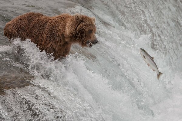 Braunbär fängt Fische im Fluss