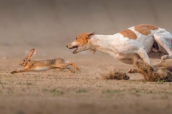 La carrera mortal del perro por la liebre