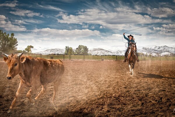 A runaway steer on a farm