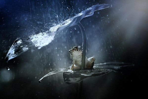 Красивая фотография лягушки под дождем
