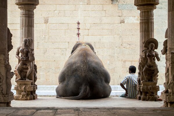 L elefante indiano e l uomo riposano