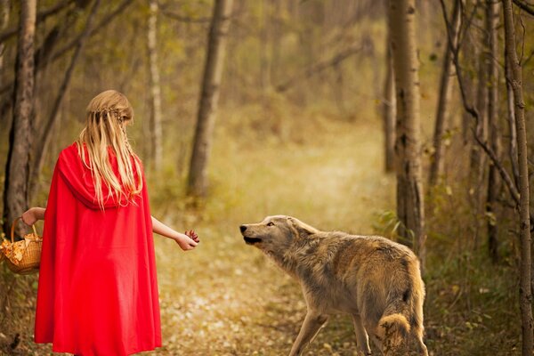 Little Red Riding Hood lures a wolf in the forest