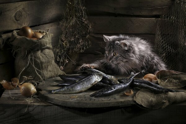 Graue, üppige Katze berührt einen Fisch mit der Pfote auf dem Tisch
