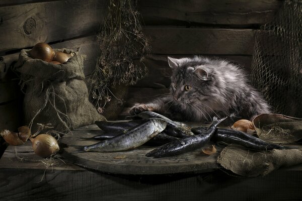 Grigio curvy gatto tocca zampa di pesce sul tavolo