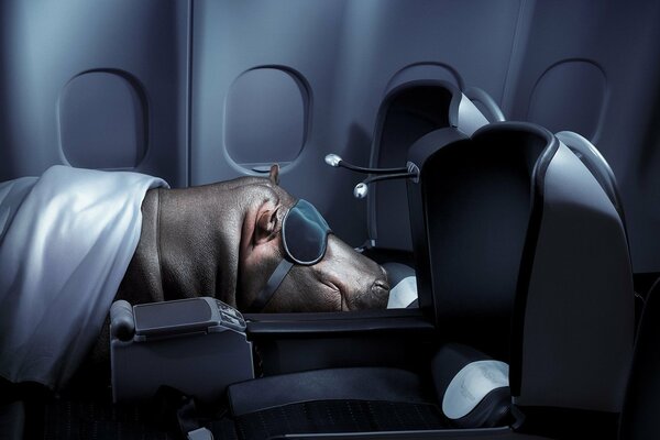 Behemoth sleeps in a sleeping mask in the first class cabin