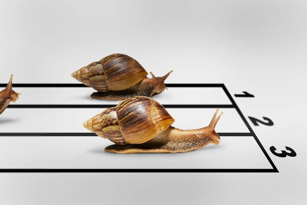 The race of three snails for the first place