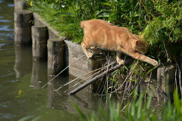 Gato rojo cruzando el puente