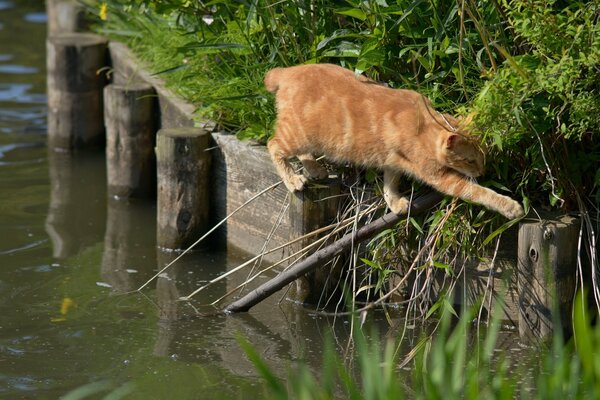 Gatto rosso che attraversa il ponte