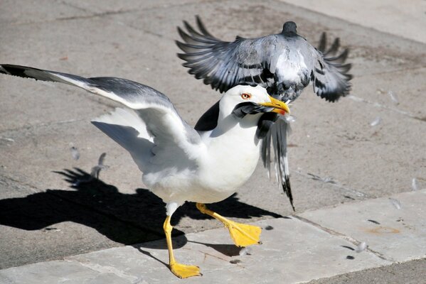 A seagull caught a pigeon by the tail