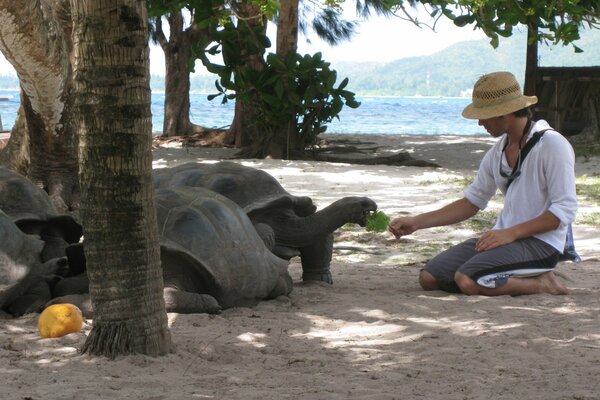 Mann füttert Schildkröten auf den Seychellen