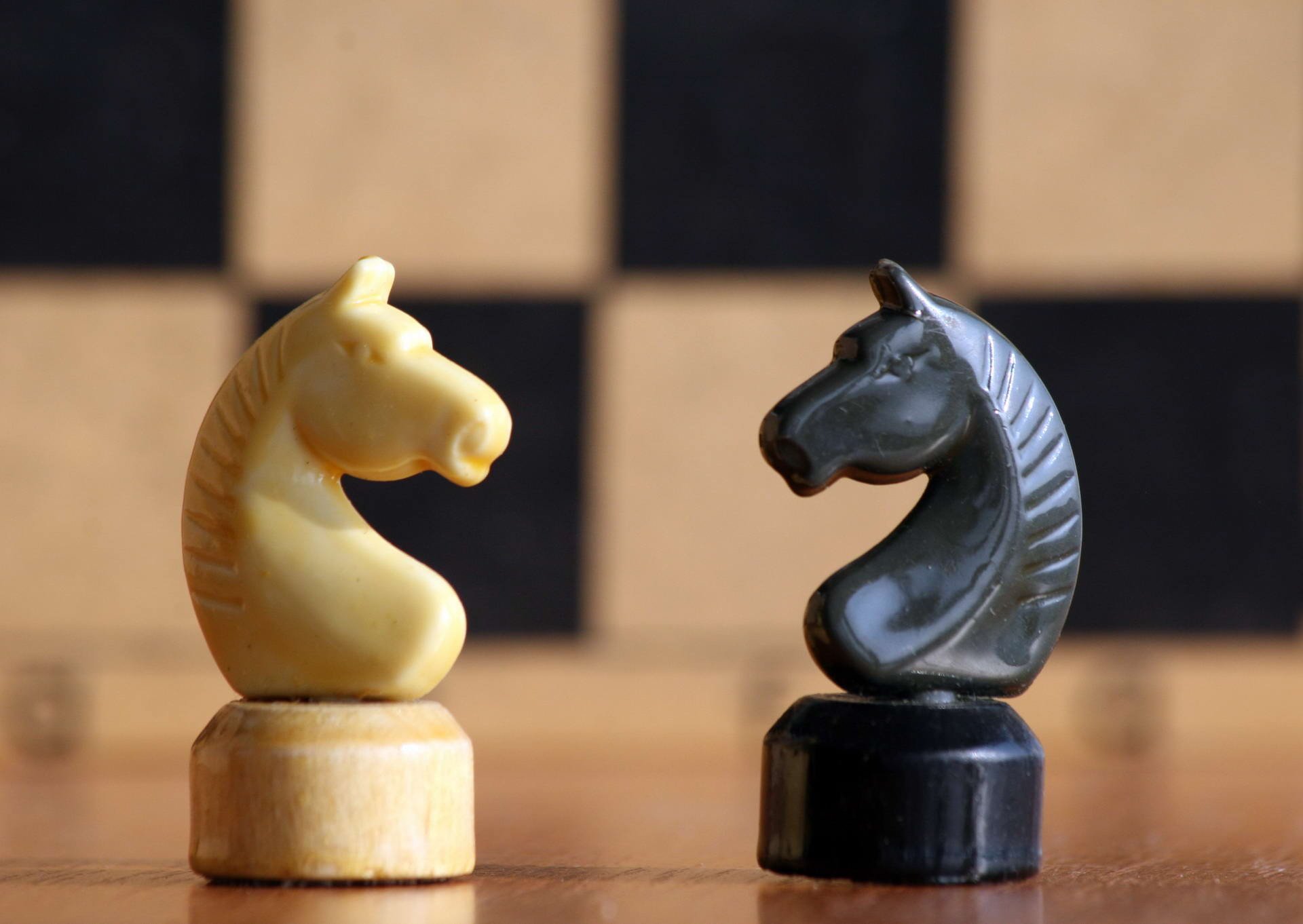 échecs blanc figures cheval