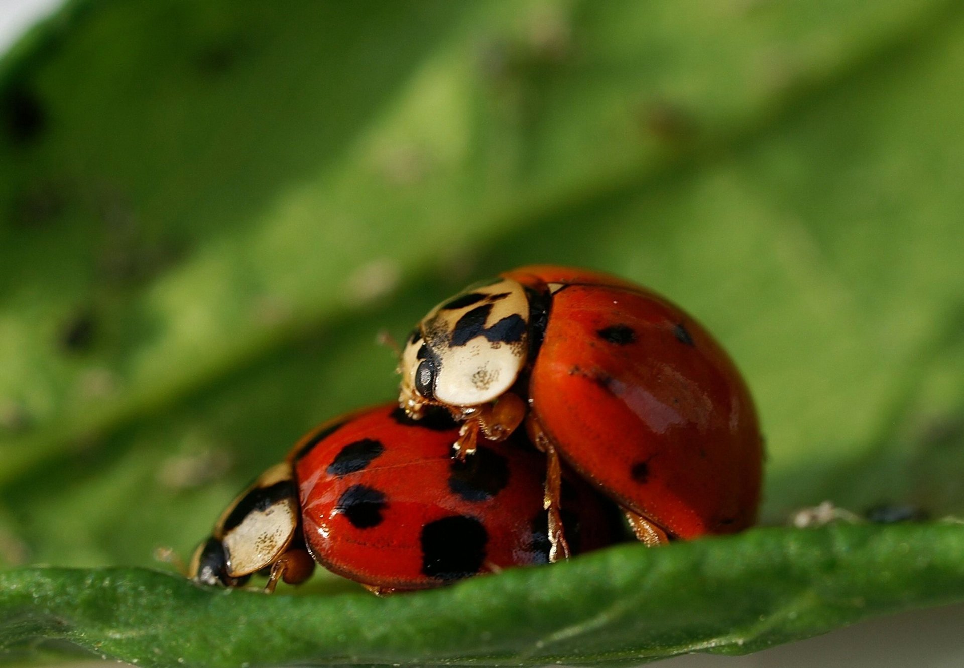 situazione coccinelle alla fantasia