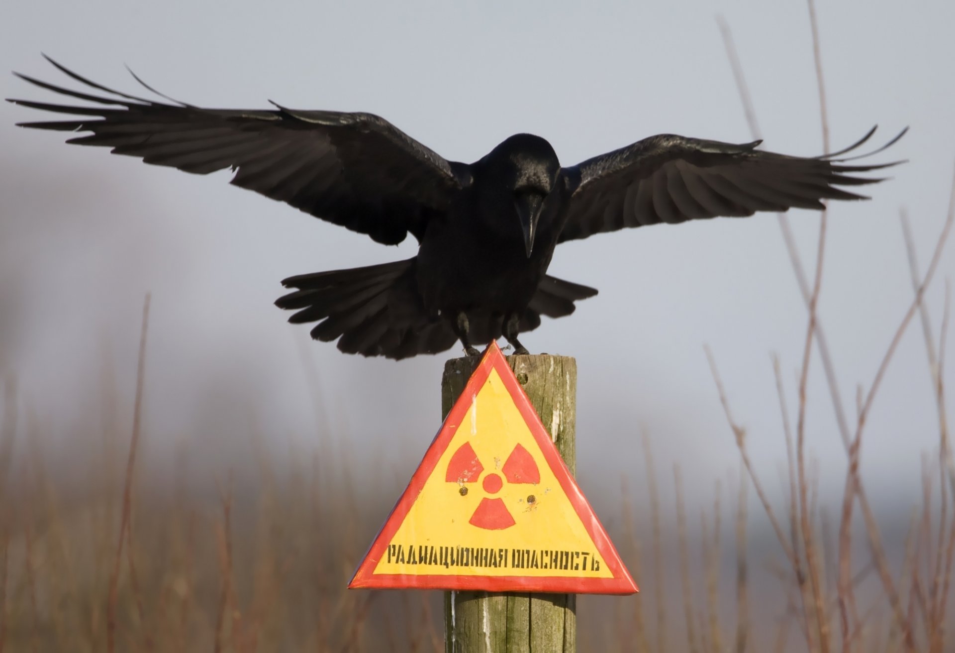 radiation hazard plate column raven chernobyl