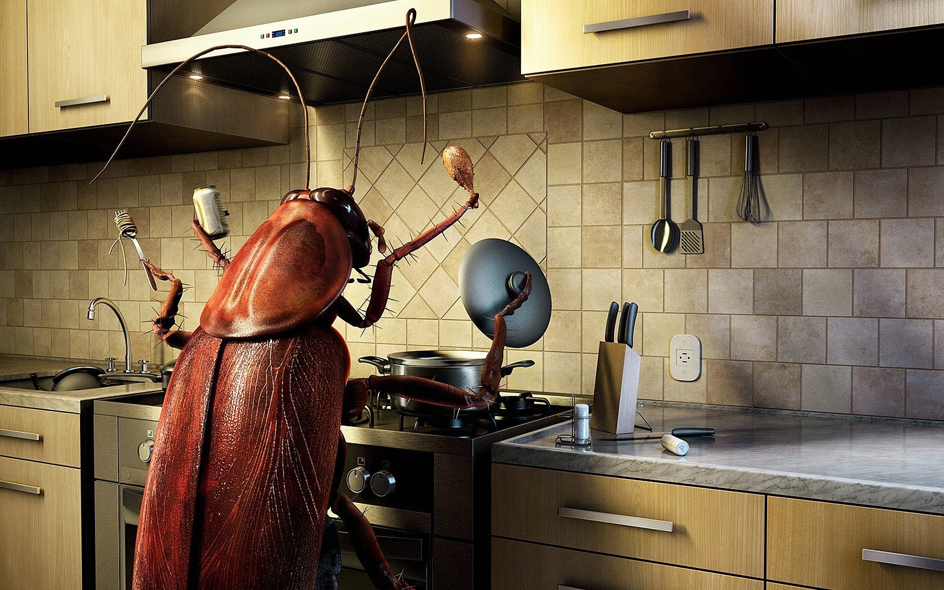 kitchen cockroach mustache food insect food stove parasite