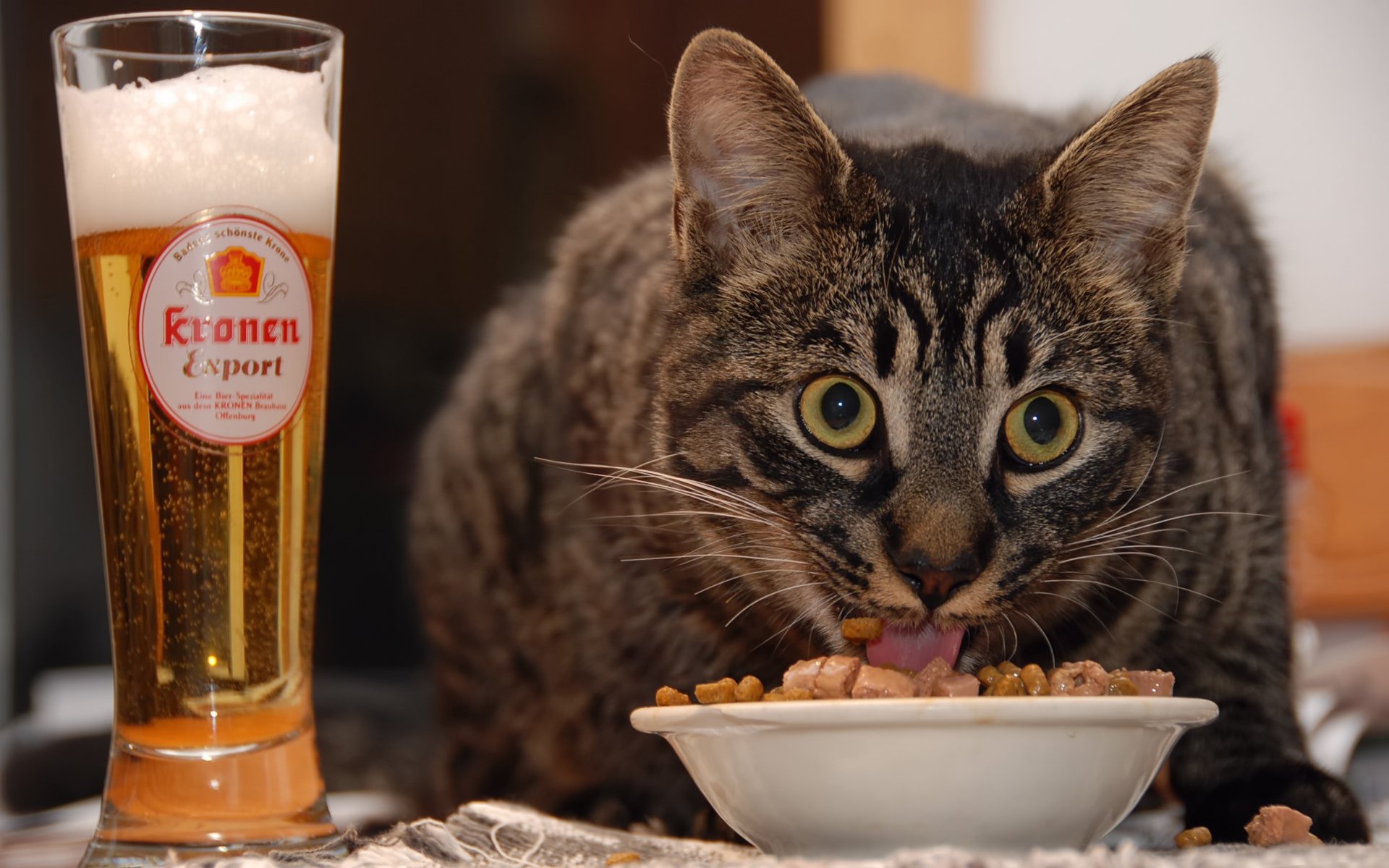 bier katze essen