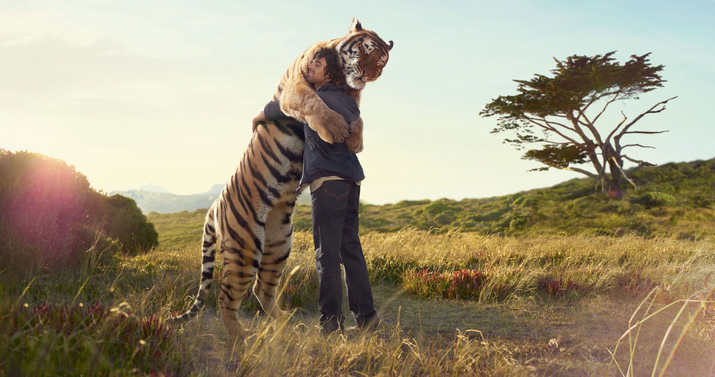 tigre homme étreinte rencontre imprimer arbre champ