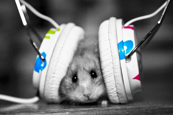 El ratón en los auriculares escucha música