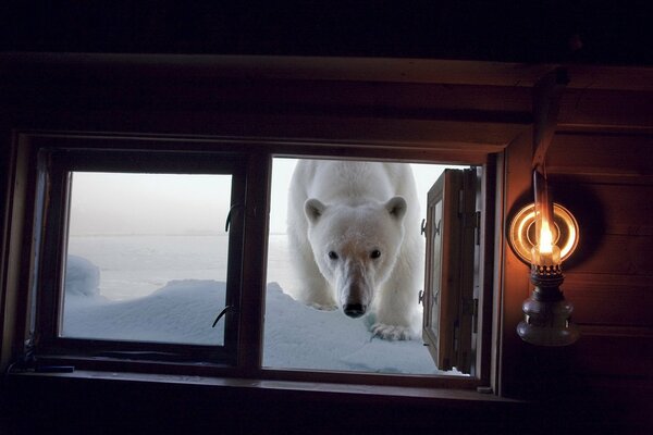 Un ours affamé regardant par la fenêtre