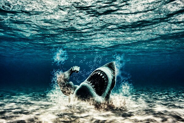 A large shark jumps out of the water