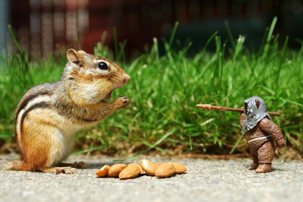 Little chipmunk vs toy bear