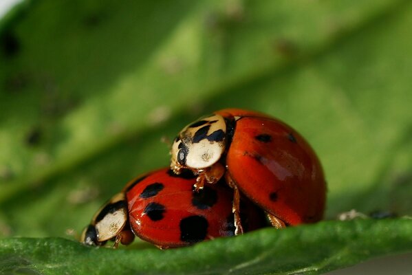 Fantasie tra le coccinelle