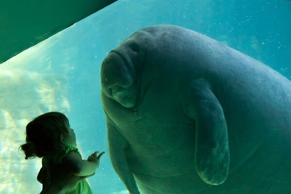 Un enfant au zoo regarde les lamantins