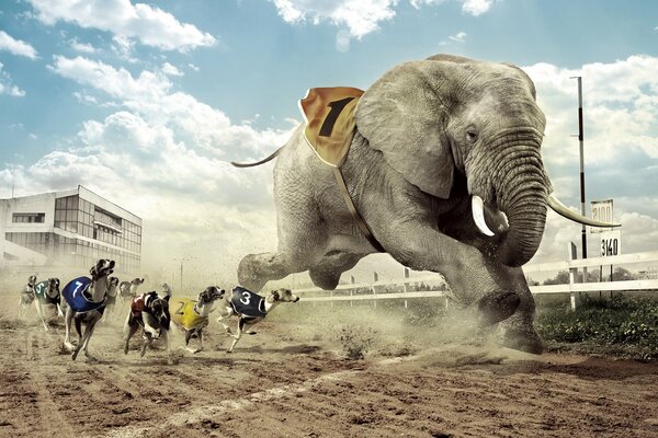 Competencia de carreras de perros y elefante