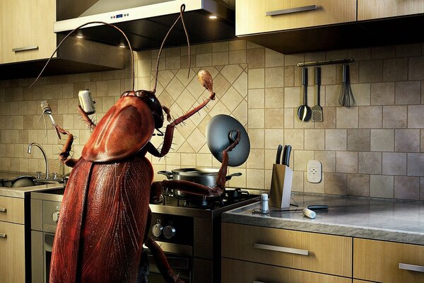 A cockroach runs the kitchen on pots