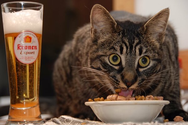 The cat eats food with beer