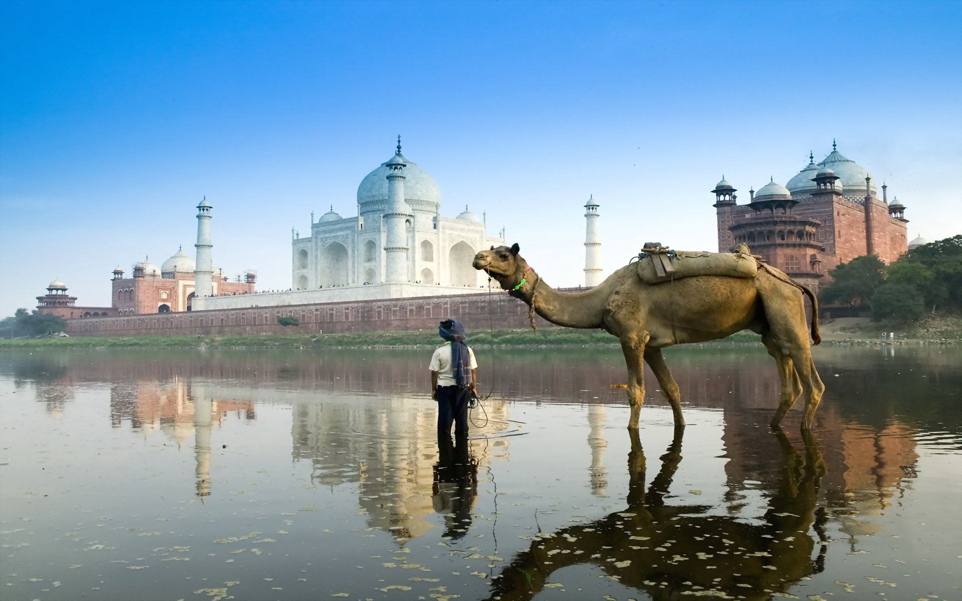 indien kamel taj mahal