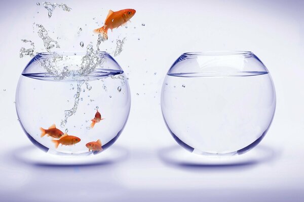 Goldfish splashing in the aquarium