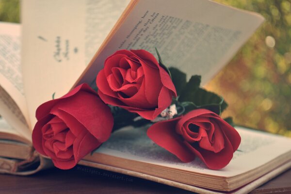 Красные розы и любимая книга