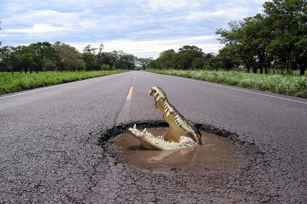 Auf russischen Straßen kann man auch ein Krokodil treffen