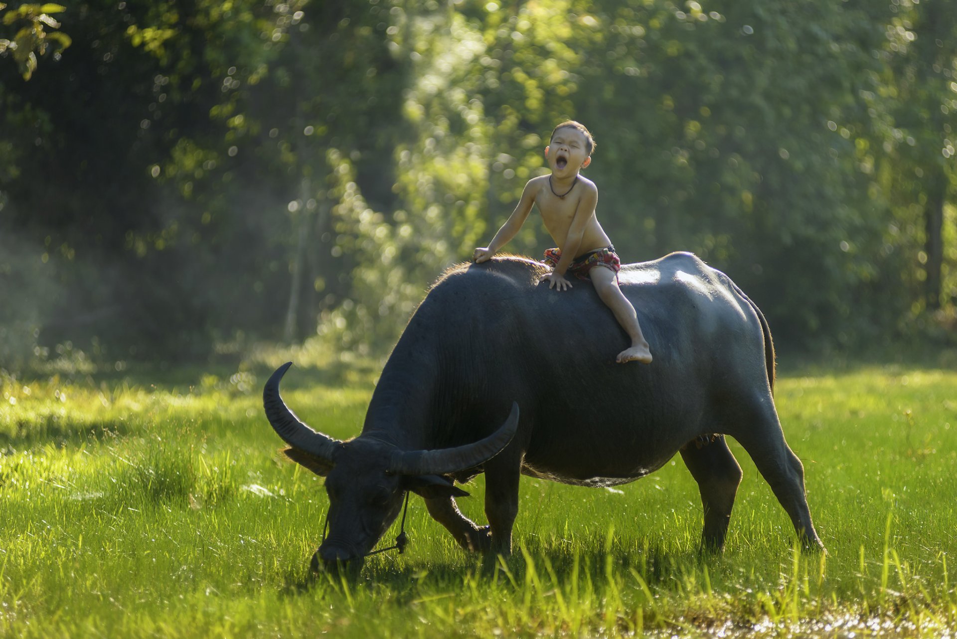thailand thailand boy buffalo rider mood