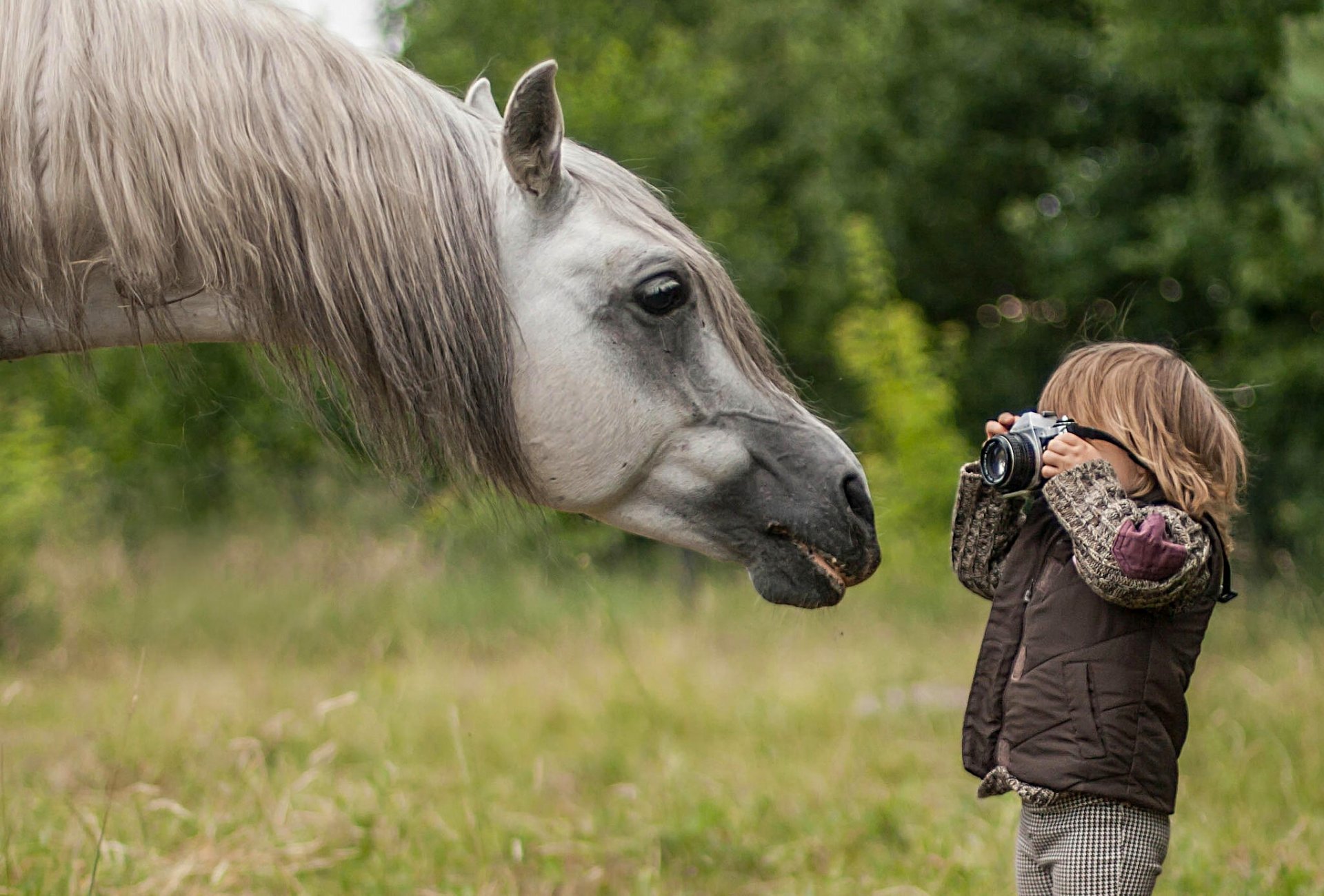 cheval cheval museau crinière garçon photographe paparazzi appareil photo